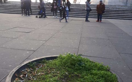 Napoli, al Duomo le fioriere usate come portacicche. Borrelli e Vasquez (Europa Verde): "Inciviltà dilagante che ci fa vergognare" 3 cicche1