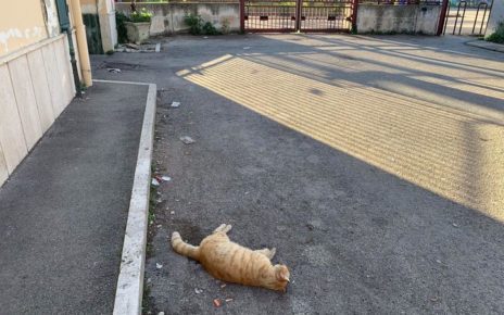Frattamaggiore, gatto avvelenato ed abbandonato morto fuori ad una scuola elementare 3 gatto3