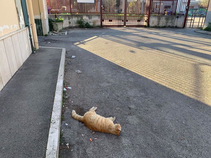 gatto3