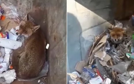 Montevergine, operatori ecologici salvano una volpe rimasta intrappolata in un cassonetto 5 volpe salvata montevergine