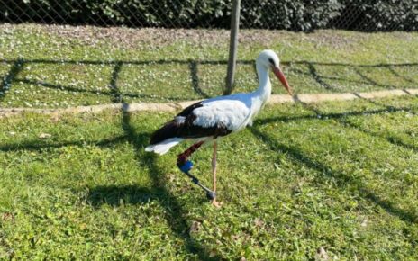 Yuma: la storia di una cicogna con l’arto amputato ricostruito a Napoli 11 YUMA.1