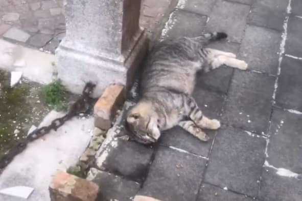 gatto10