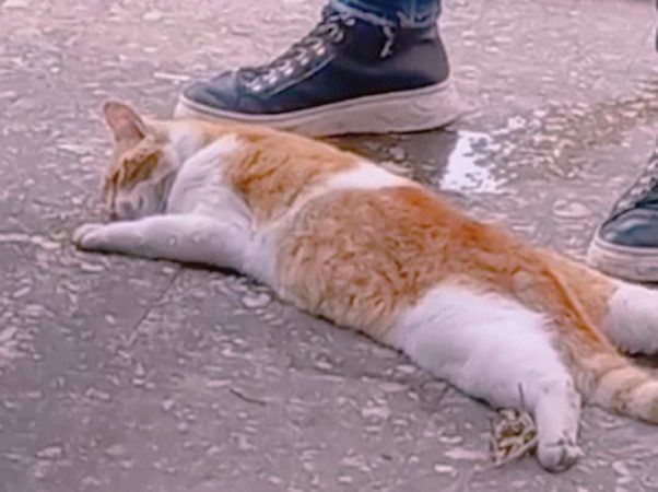 gatto9