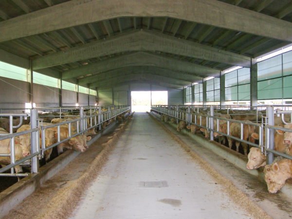 stalla bovini da carne