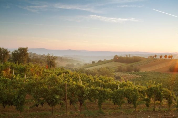 “Le sfide del futuro nella terra dei miti”: la Campania ospita la convention nazionale de “Le Donne del Vino” 4 campi flegrei 2