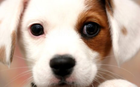 cucciolo cane