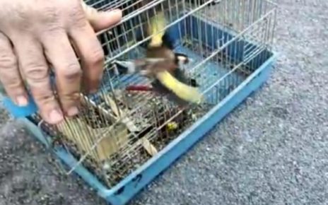 Casalnuovo, Carabinieri e Guardie Venatorie e Zoofile della Lipu salvano 5 cardellini chiusi in anguste gabbie 5 foto 1 2