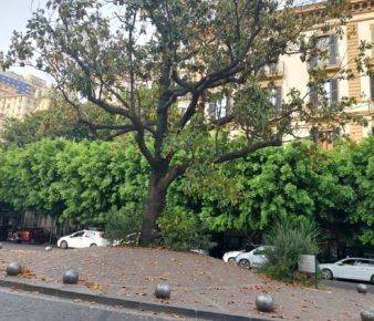 Napoli, albero storico di piazza Amedeo lasciato morire per incuria e abbandono: Europa Verde organizza girotondo per salvarlo 5 foto 4