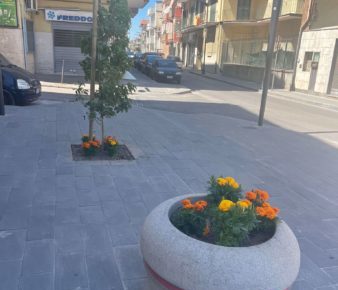 Grumo Nevano, sradica le piante da una fioriera pubblica: le carica in auto e le porta via 6 piantegrumo