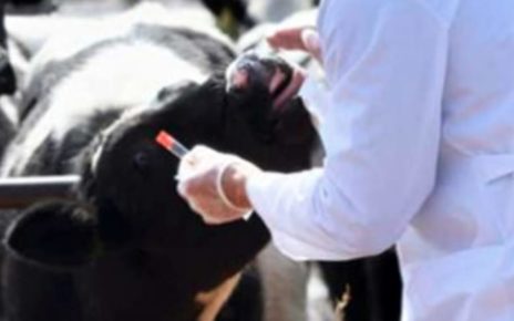 veterinari bufale 3
