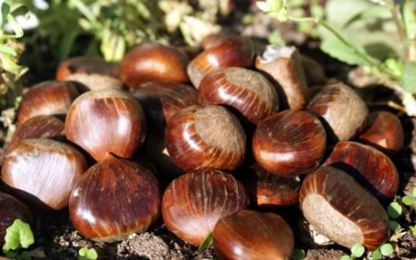 L’Italia celebra la produzione castanicola di tutto il mondo, a Montella la 12esima edizione dell’evento europeo “European Chestnut Days” 3 castagne