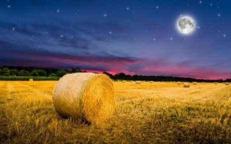 A Sciara la “Notte dell’Agricoltura”: dibattiti, mostre, degustazioni 7 Notte Agricoltura