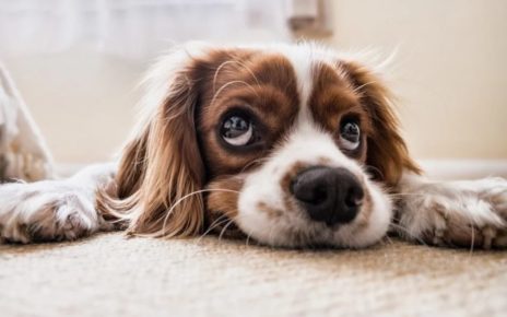 Scegliere con cura il proprio animale domestico 5 CANE
