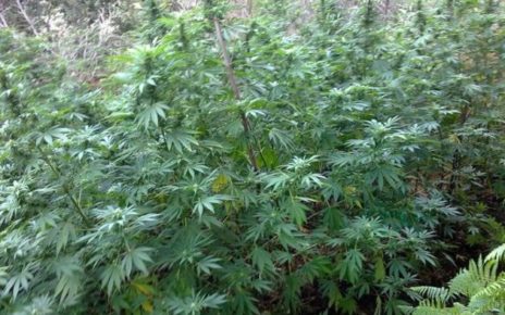 piantagione marijuana