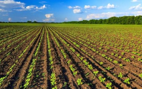 Agricoltura, Confeuro: "Bene piattaforma Ue. Ruolo donne fondamentale" 4 2 5 mar agricoltura ita 850x560 1