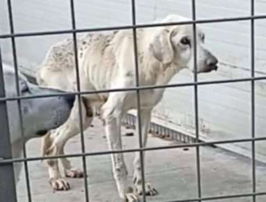 Brusciano, caso canile “La Sfinge”. Il Consigliere Guadagno "Non mi lasciano entrare, penso che gli animali vengono maltrattati" 3 IMG 20221025 WA0014
