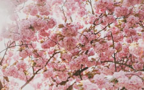 Cardito, presentato "Hanami, la rinascita di una vita": il nuovo libro di Maria Valentino 3 fiori scaled 1