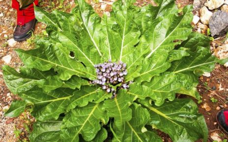 mandragora velenosa
