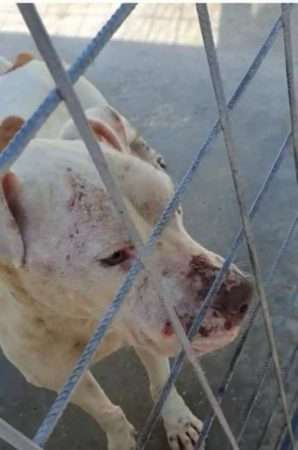 Brusciano, crolla l'impero dei canili lager: operazione congiunta del gruppo Carabinieri Forestale e dell'Asl 4 IMG 20221111 WA0158