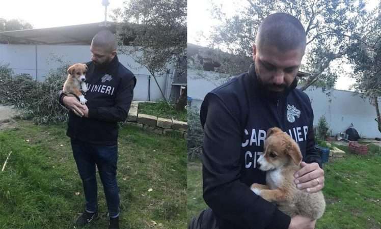 cani maltrattati