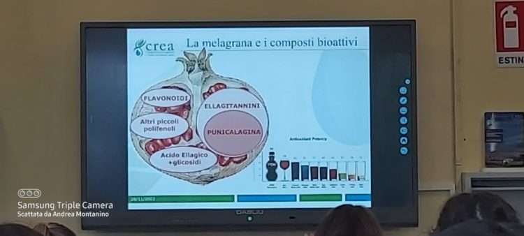 San Gennaro Vesuviano, colture agrarie: seminario sul melograno al “Caravaggio” 8 316325590 980300912932275 4851726489937868809 n