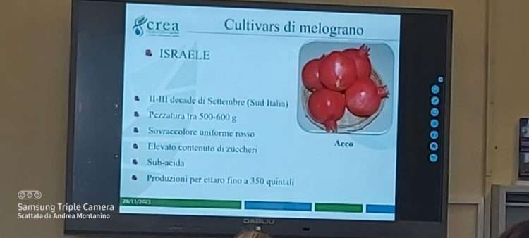 San Gennaro Vesuviano, colture agrarie: seminario sul melograno al “Caravaggio” 7 317468221 555959015868743 100232711653440930 n