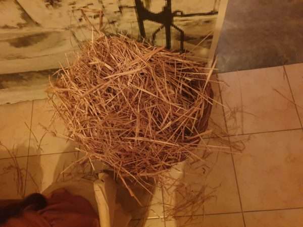 Scisciano, la luce del Natale: alla Scuola Babylandia va in scena il Presepe Vivente dei bambini 20 318899182 1541576439651181 8832584752093159619 n