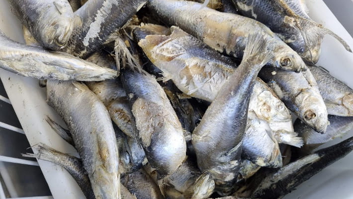 Pesce