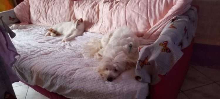 animali ischia 2