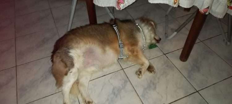 animali ischia