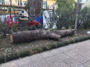 Napoli via Ruoppolo tronco di un pino abbattuto