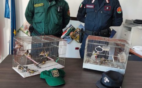 Quarto, i Carabinieri Forestali e Guardie LIPU salvano tredici Cardellini ed un Verzellino dal suo carnefice 5 bracc1