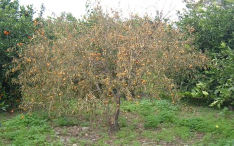 Limoni a rischio in Italia, "Mal secco": in 30 anni a causa della patologia altamente distruttiva diminuita produzione del 41% 5 mal secco