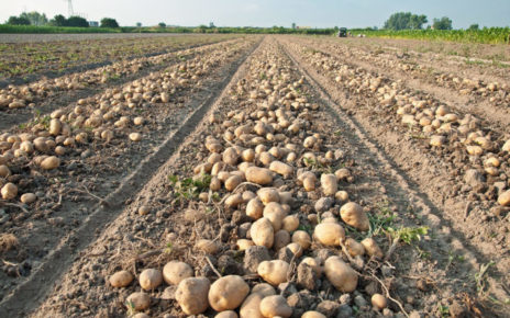 Marigliano, Filiera agroalimentare dimenticata: la politica per l'agricoltura è al palo 6 img patate