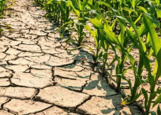 siccita agricoltura