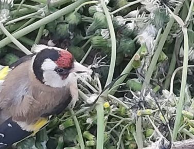 Giugliano, tutela della fauna: Carabinieri forestali e Guardie venatorie e zoofile della LIPU sorprendono 60enne in flagranza del reato di uccellagione 4 caellino 1