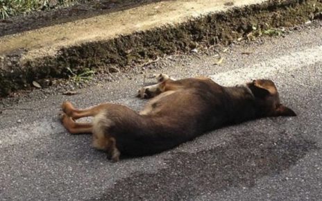 cane morto strada