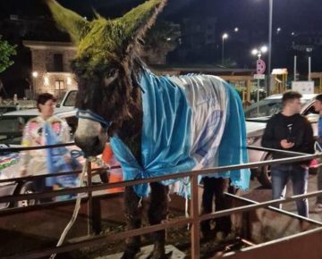 Napoli, festa scudetto. Denunciati gli autori che hanno fatto sfilare un asino con le bandiere del Napoli per le strade della città: animale al sicuro in un maneggio 4 foto asino