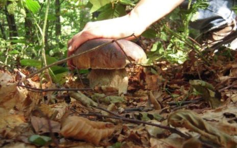 Napoli, raccolgono funghi alle spalle del Monaldi: muore 92enne e 4 persone intossicate 5 pettorina funghi