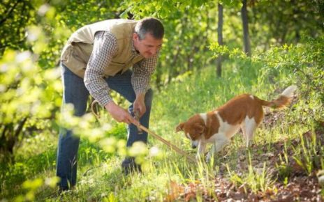 Agricoltura, pazzi per i tartufi: oltre 70mila italiani si dedicano alla raccolta 6 55358 1