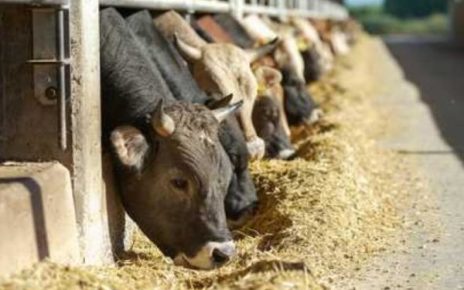 Campania, Tubercolosi bovina nel salernitano. Cammarano (M5S): "Richiesto tavolo tecnico all’assessore Caputo” 5 64afa95109107