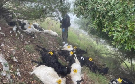 Caprette morte ad Anacapri, revocata dal sindaco l’ordinanza di divieto di pascolo libero. Borrelli (AVS): “Una vittoria di civiltà e buonsenso” 5 IMG 20230702 WA0013