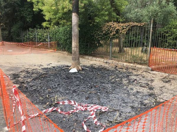 Napoli via Pacio Bertini palma incendiata2
