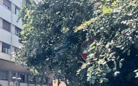 Napoli, al Vomero la palina segnaletica che fa cucù tra le fronde 3 Vomero piazza Vanvitelli palina segnaletica nascosta tra i rami di un albero
