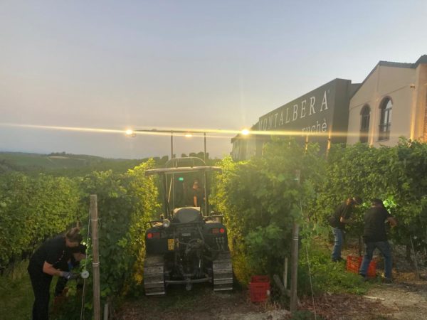 MONTALBERA VENDEMMIA NOTTURNA 3