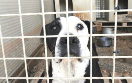 Casaluce, "Cani dal Sud Italia alla Germania": il traffico di animali nel racconto di una volontaria 4 1174583 421207441324641 906075606 n