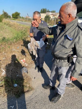 Caivano e Acerra, Task force antibracconaggio della Polizia metropolitana: sequestrati fucili e munizioni ai cacciatori. Due i denunciati 3 me2
