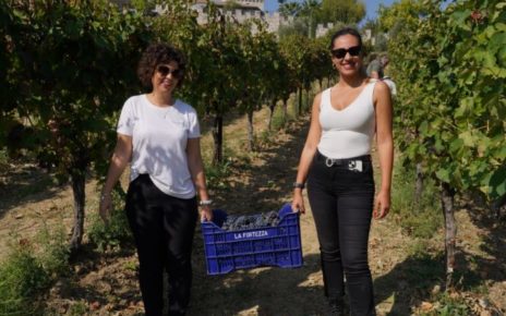 vendemmia 1