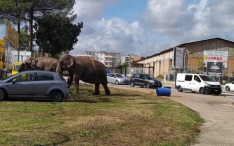 Afragola, elefanti di un circo tenuti sul ciglio della strada. Europa Verde: “Richiesta ispezione immediata, Comuni vietino circhi con animali” 7 653b8c09d1110.r d.1024 576 7870