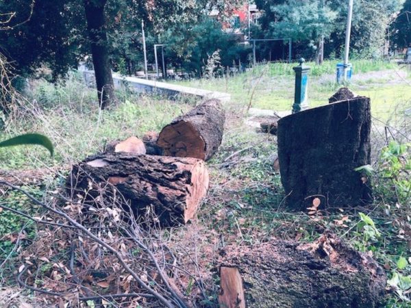 Napoli parco Mascagna alberi abbattuti1